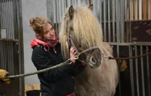 Kvinde kæler for hest i stald